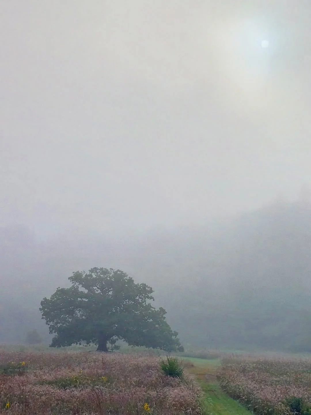 Grandmother oak of the Decorah prairie on a foggy morning