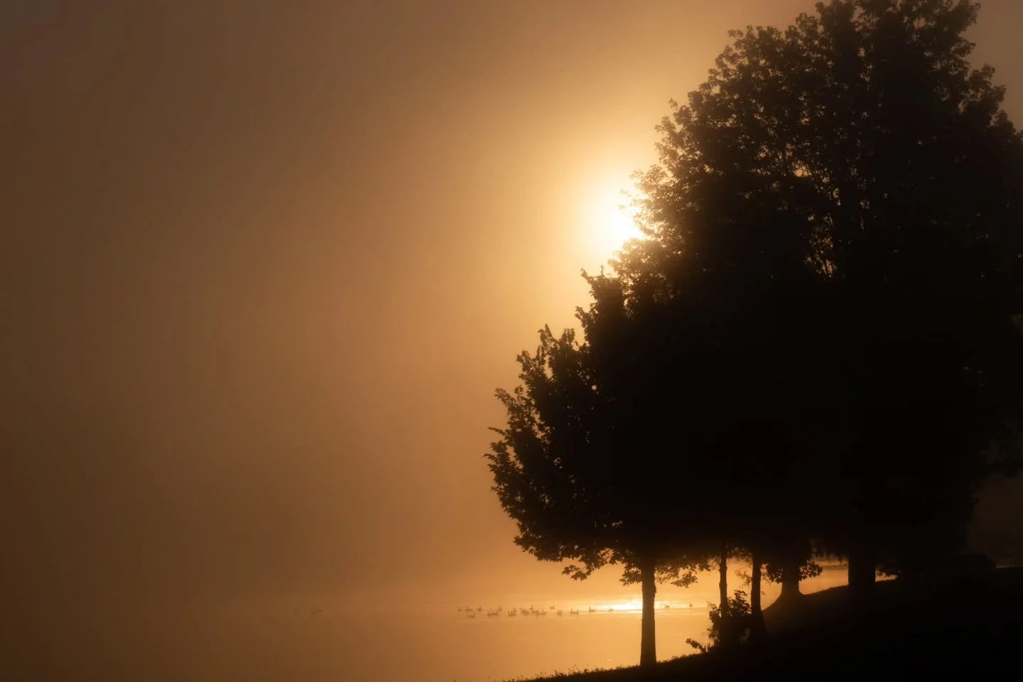 Sunrise through fog hovering over Manhattan Robins Lake Park on a July morning when the air cooled after a hot spell, causing condensation over the warm waterways. Made for some magical scenery!