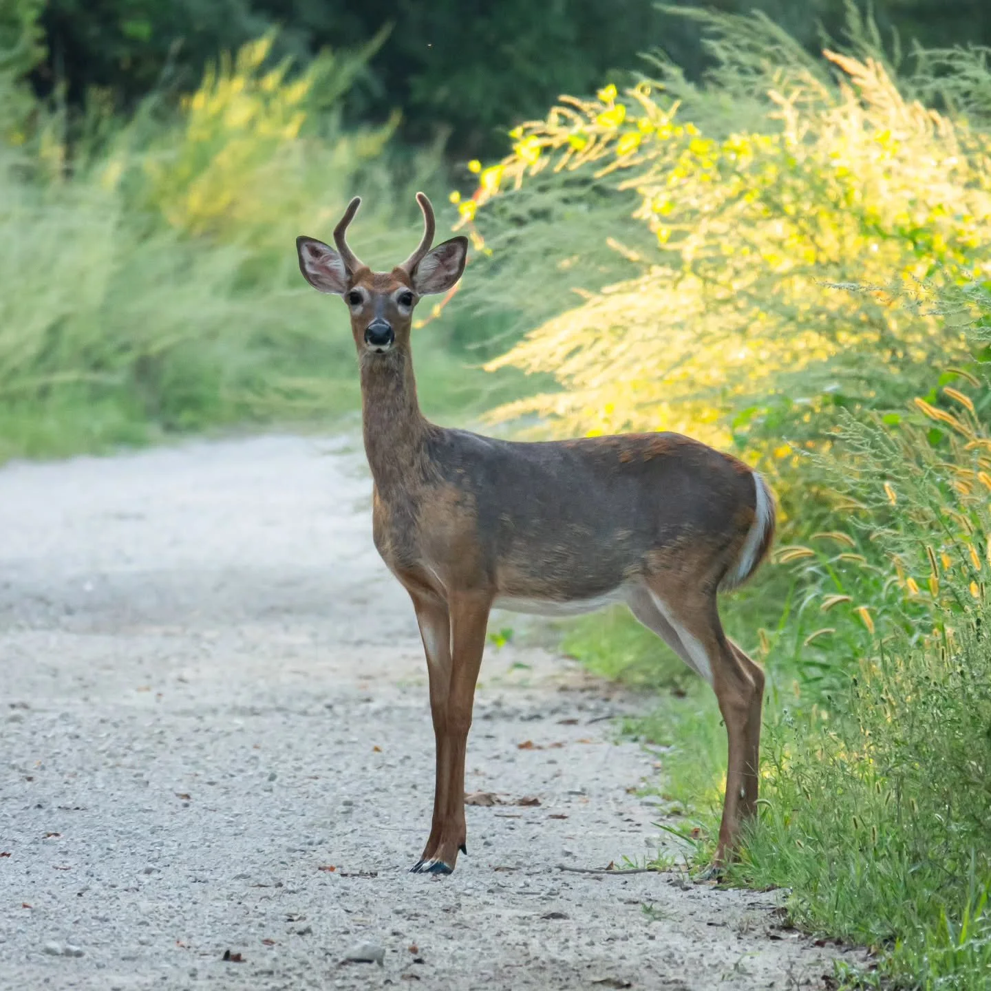 Losing the summer coat