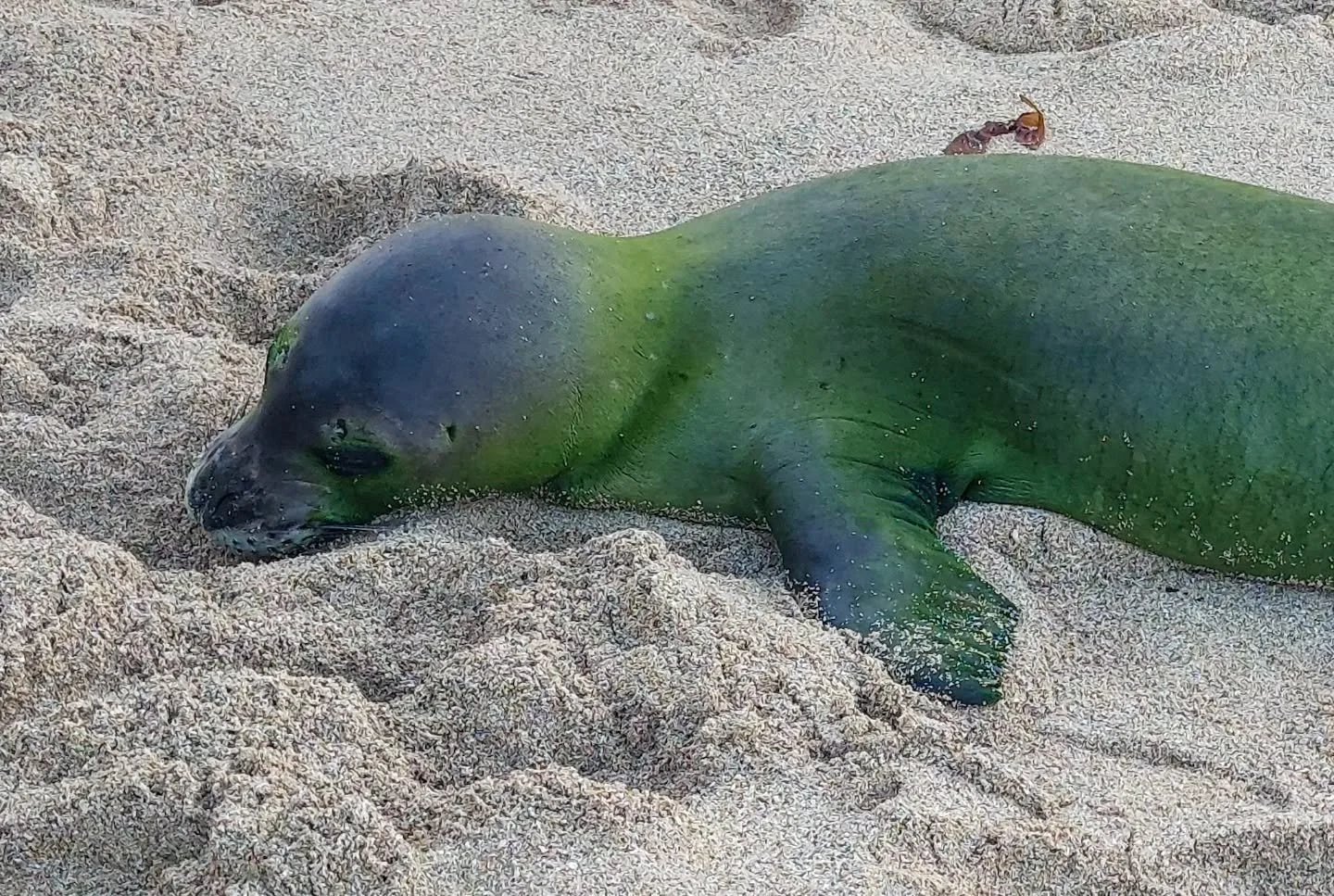 At first we weren't sure if this sleeping little monk seal was alive, but then a little while later I saw it lift its head and look around groggily like, "Where am I?"