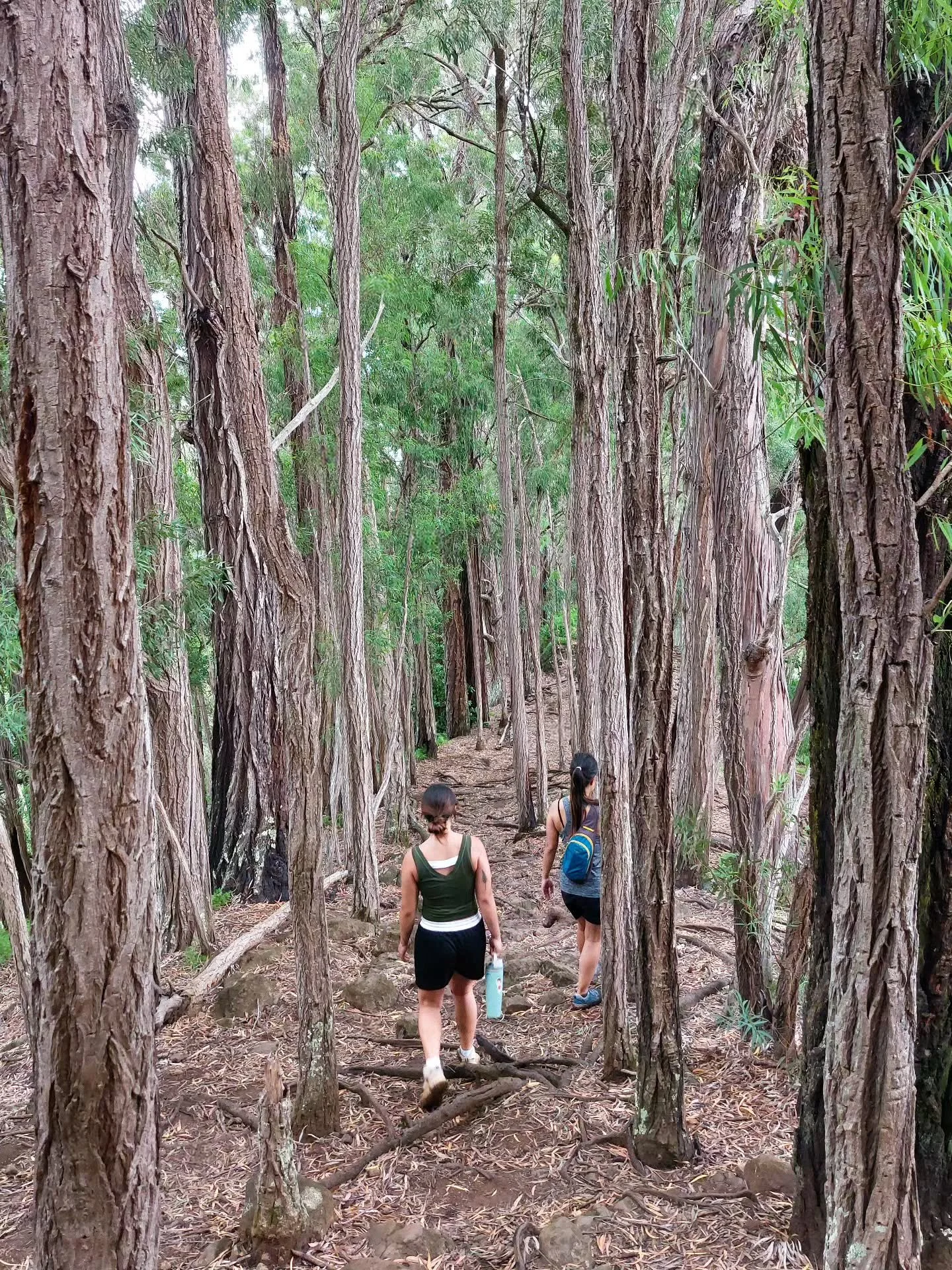 This part of the trail smelled so good because the trees we walked through were lemon-scented gum trees