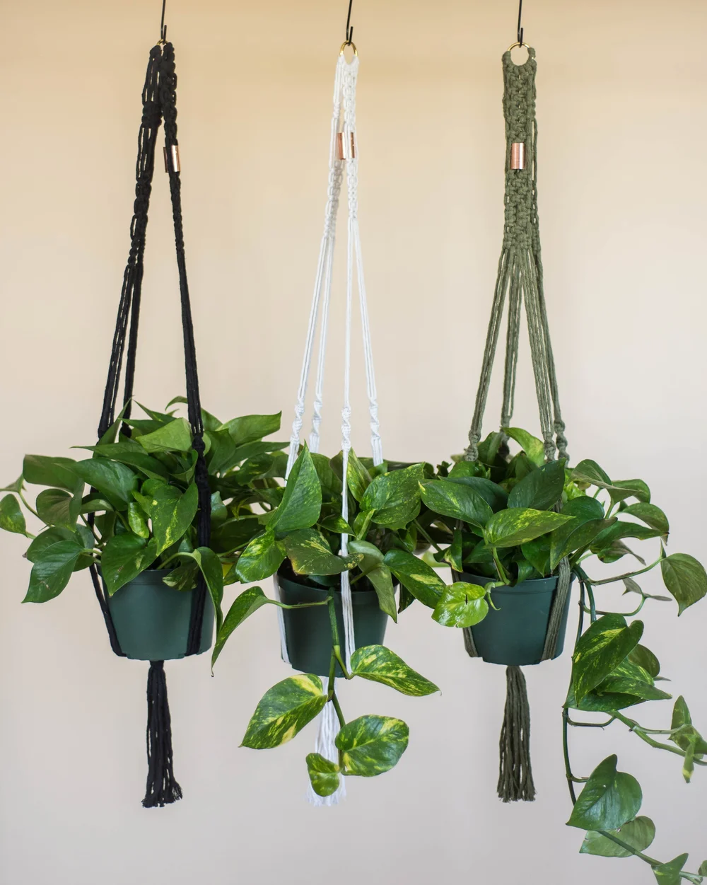 planted succulents for sale Subscription Box Plants List