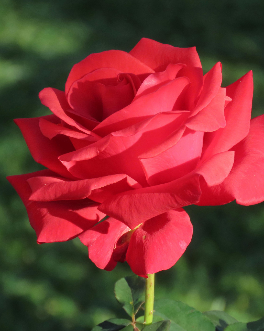 🜁 Reconnecting to Purpose & Soul Direction: Guided Meditation