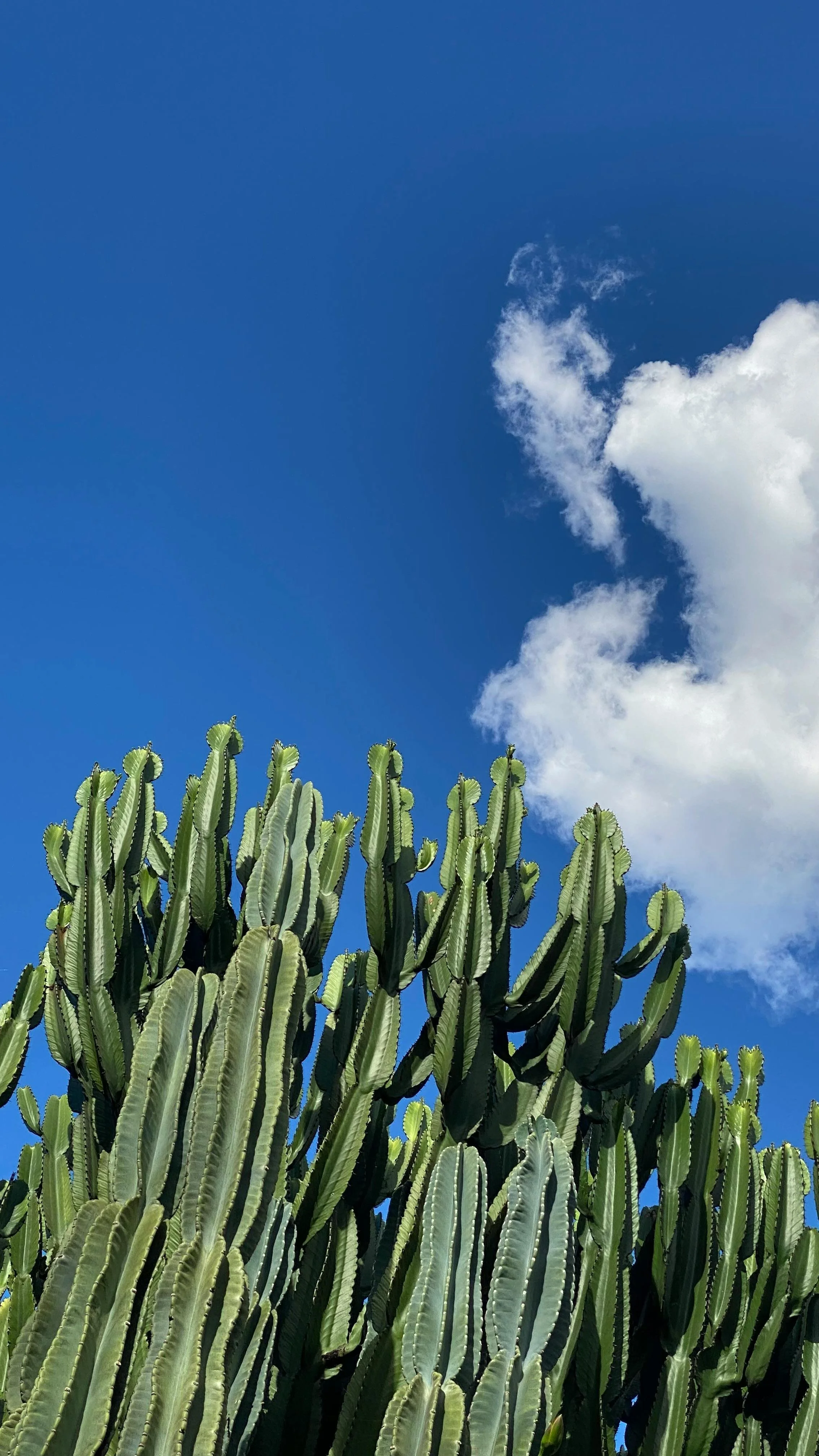 Tall green cactus plants against a bright blue sky with some puffy white clouds.