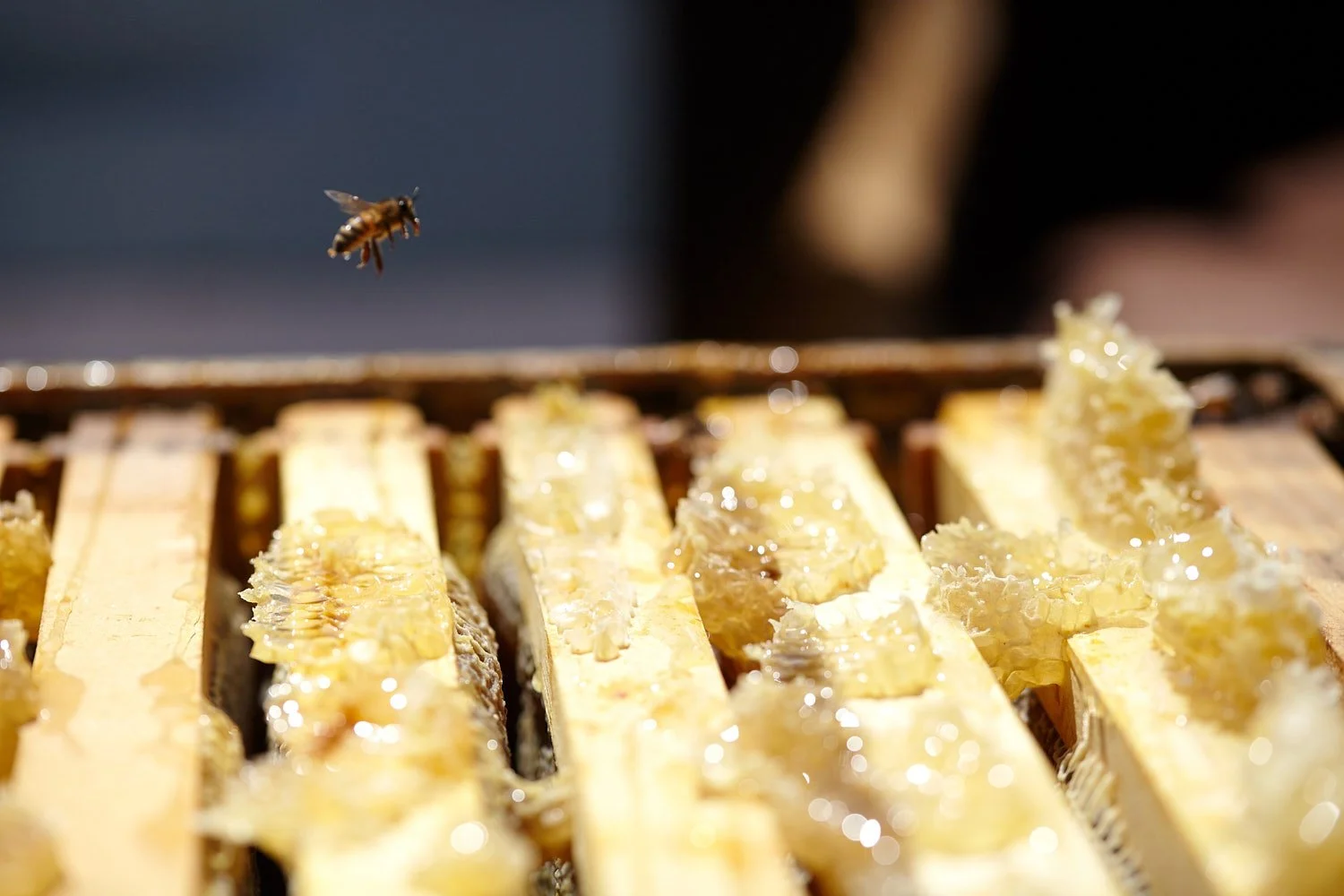 sweet relief: an ode to the bees