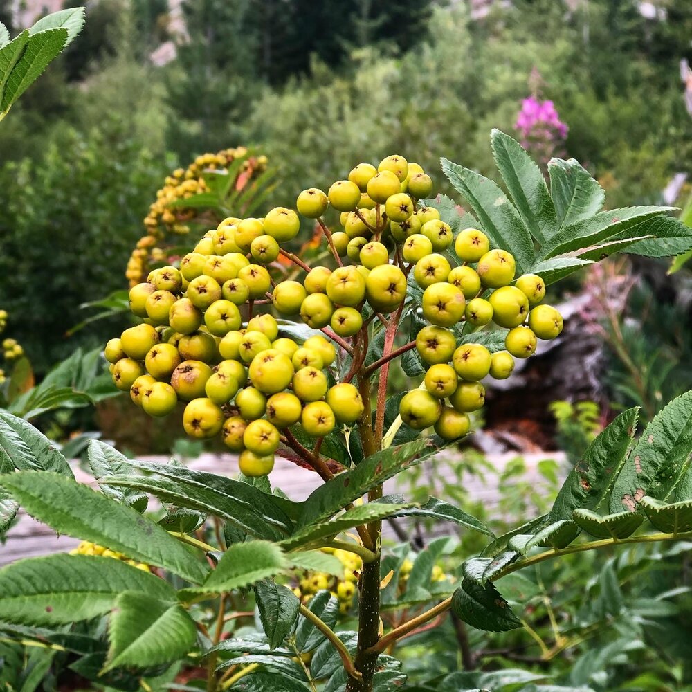 Wildflowers