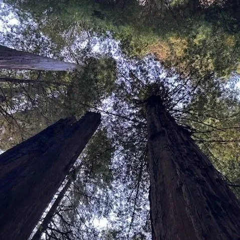 WORLD PREMIERE: A Year of Trees