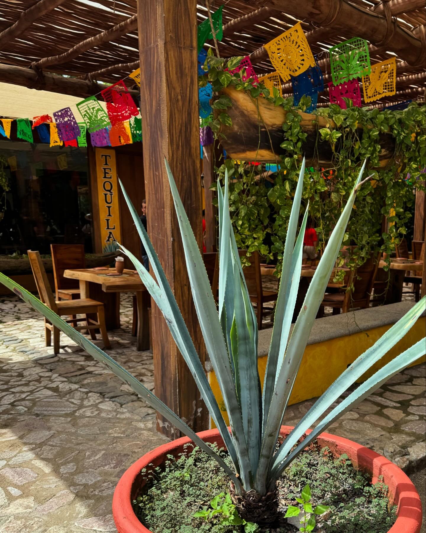 We survived Puerta Vallarta. It was a delight. 

#mexicoismyfavorite