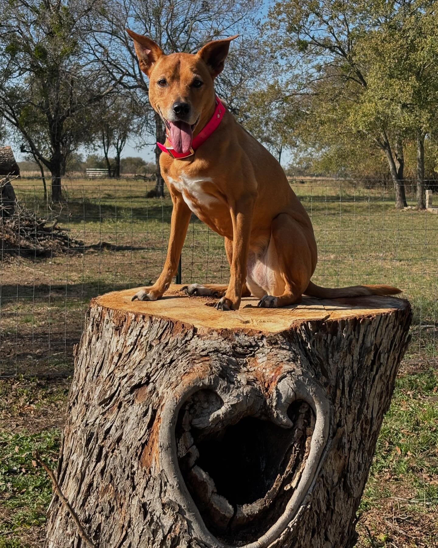 We had to have some dead pecan trees chopped down at Rosemary a few weeks back, before they ruined the fence or the roof. We decided to cut this one tree off above this knot, versus getting rid of it altogether. I love that heart knot so much. 🫶🏼 
