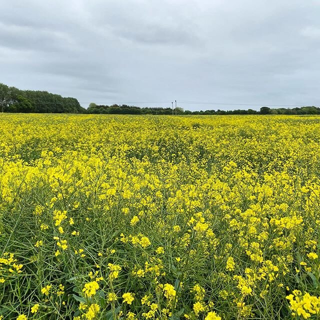 Beautiful rapeseed fields before being processed into rapeseed oil ready for frying our Perfect Golden Fish &amp; Chips !