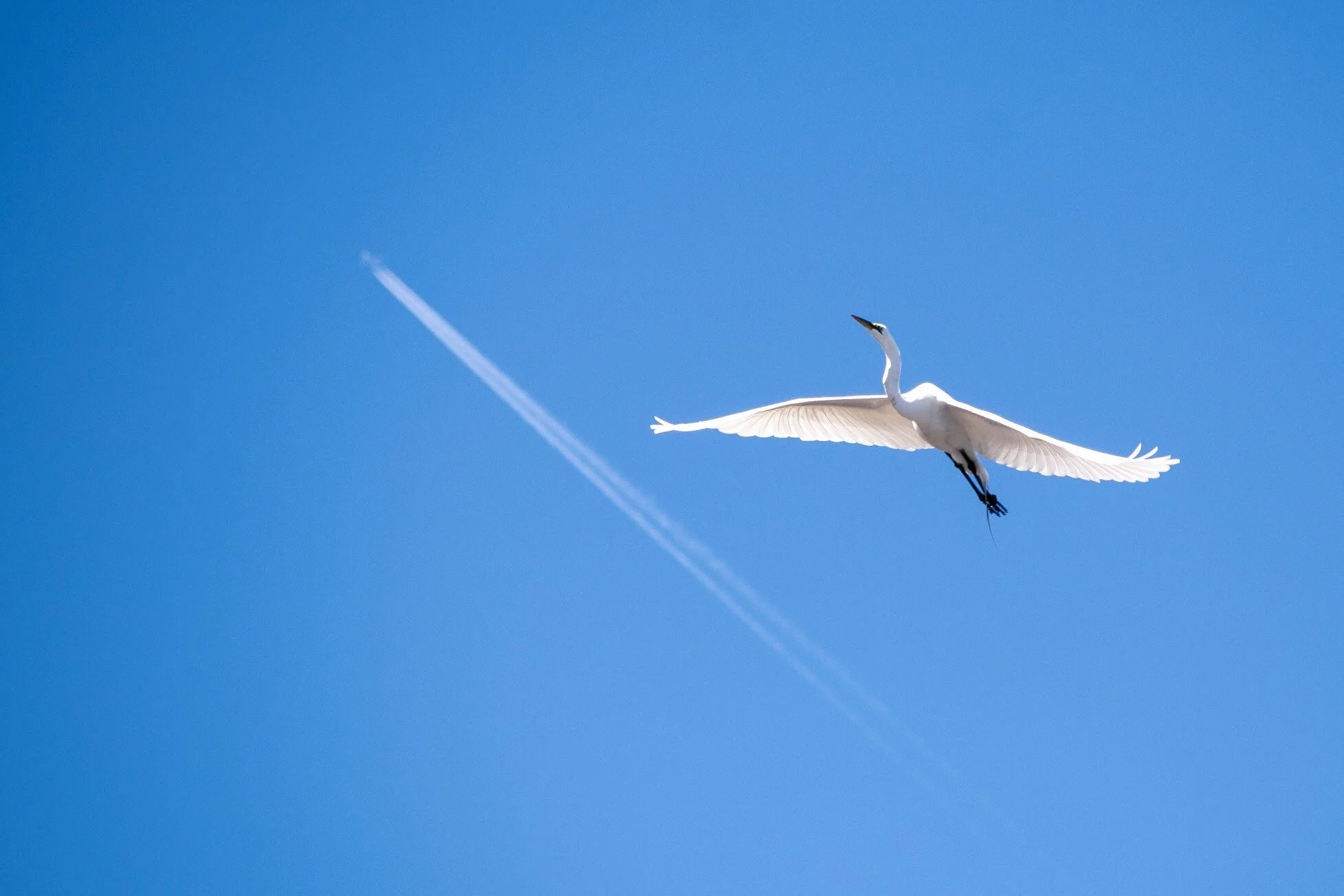 DSC_5993.jpg