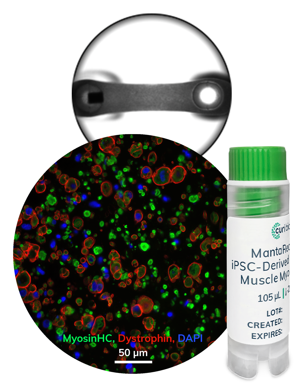 MantaReady-SkM-Myoblasts-3D-w-vial.png