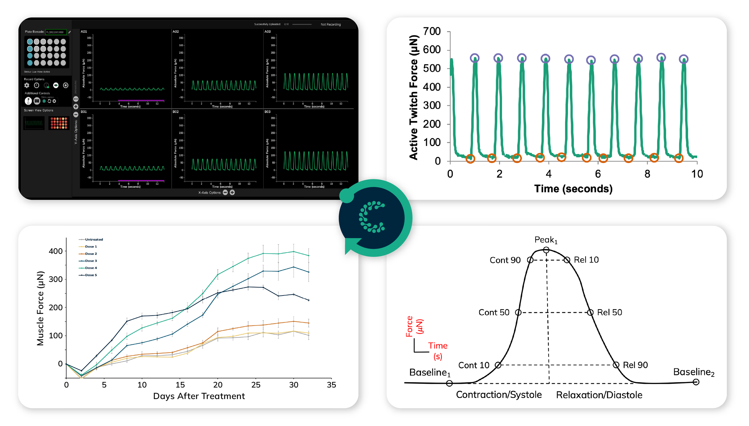 Standardized data output from Pulse Analysis Software showing contraction and relaxation kinetics for human-relevant cardiac drug screening.