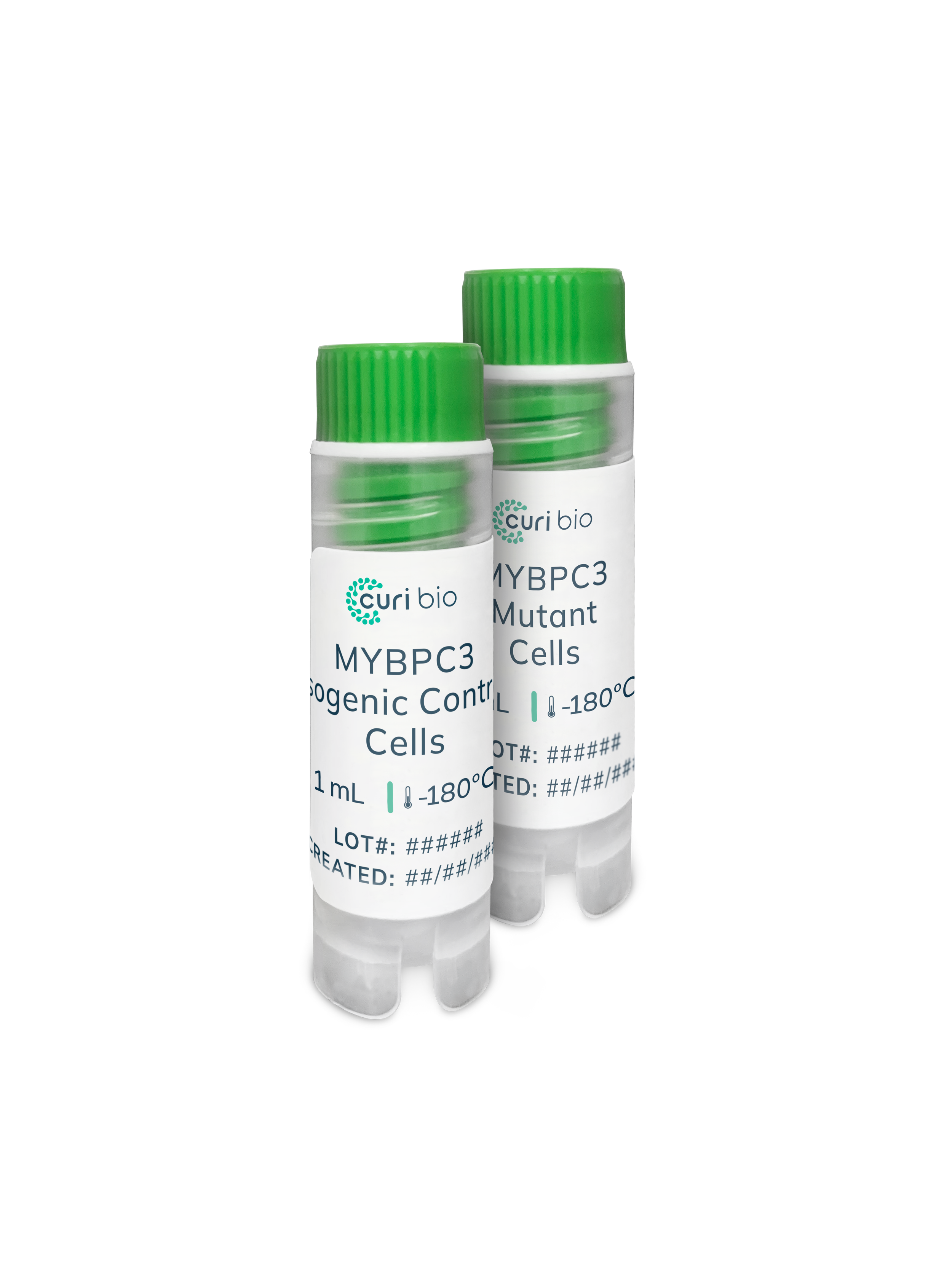 MYBPC3 Hypertrophic Cardiomyopathy Cardiomycytes Isogenic Pair