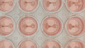 Curi Bio Launches Mantarray™ Platform – 3D Engineered Muscle Tissues ...