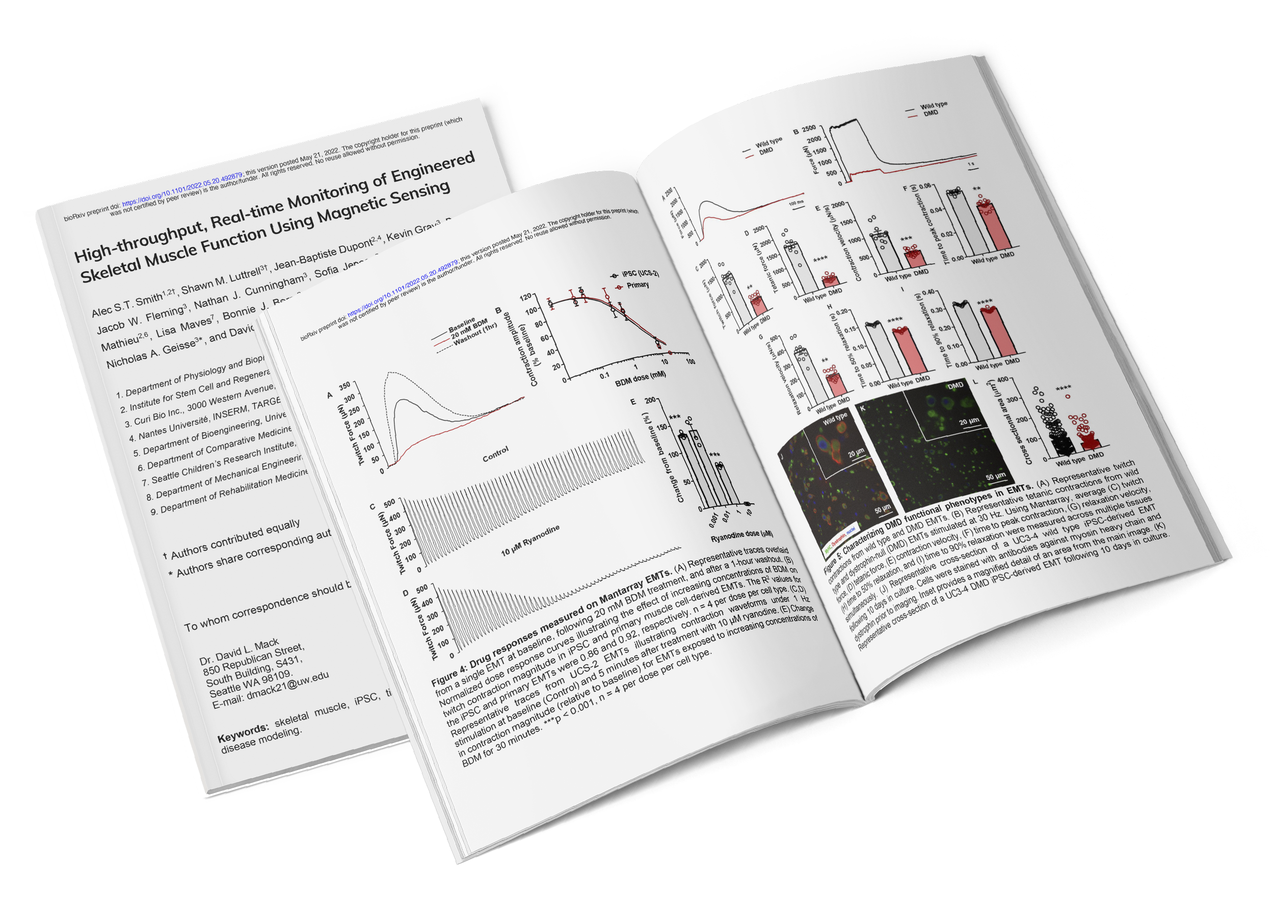 High-throughput, real-time monitoring of engineered skeletal muscle function using magnetic sensing