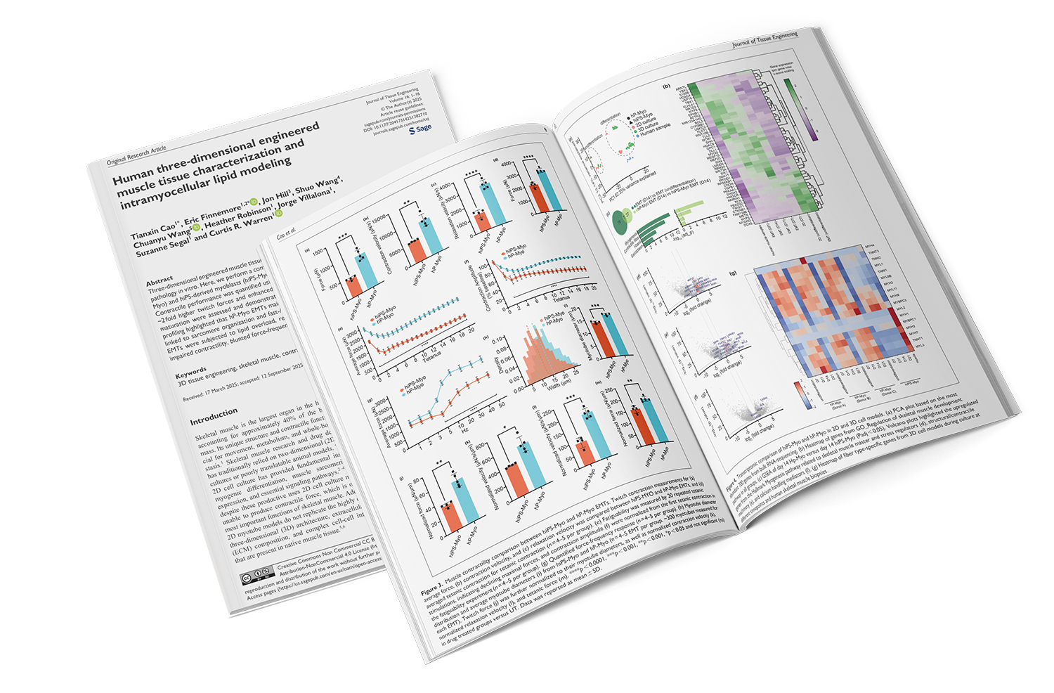 Human three-dimensional engineered muscle tissue characterization and intramyocellular lipid modeling