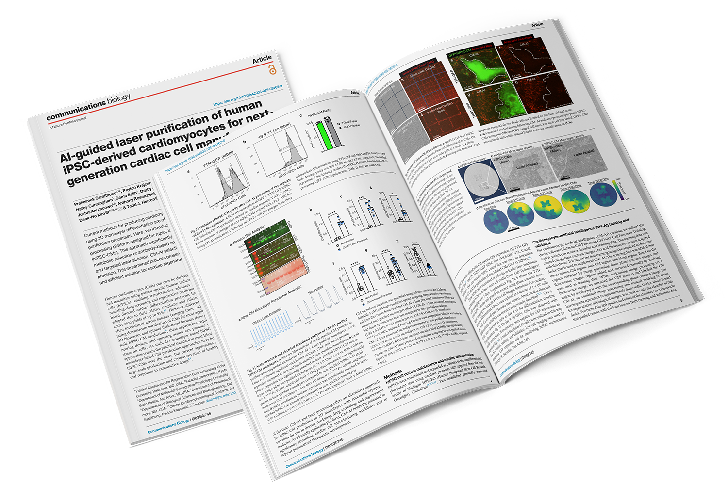 AI-guided laser purification of human iPSC-derived cardiomyocytes for next-generation cardiac cell manufacturing