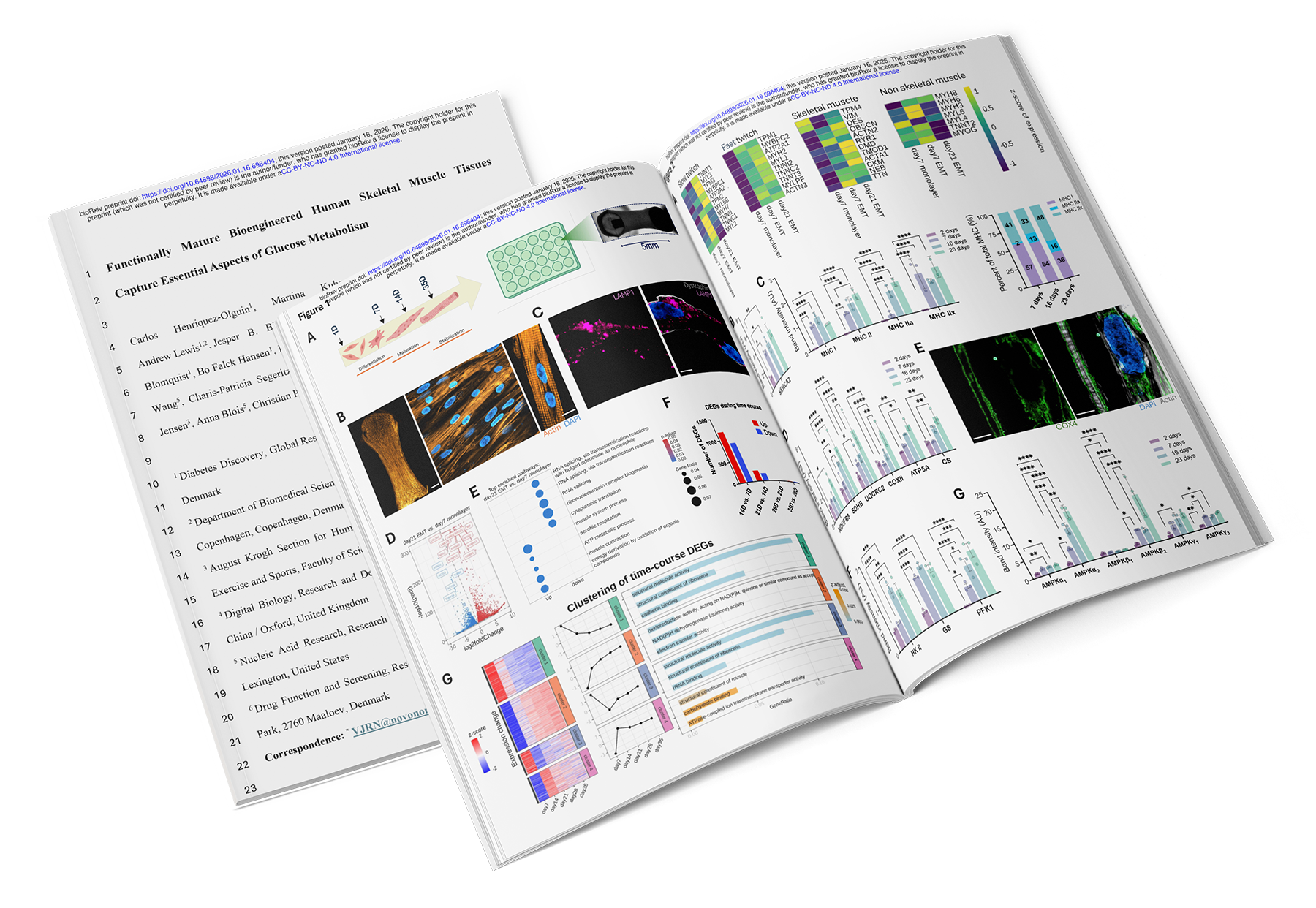 Functionally Mature Bioengineered Human Skeletal Muscle Tissues Capture Essential Aspects of Glucose Metabolism