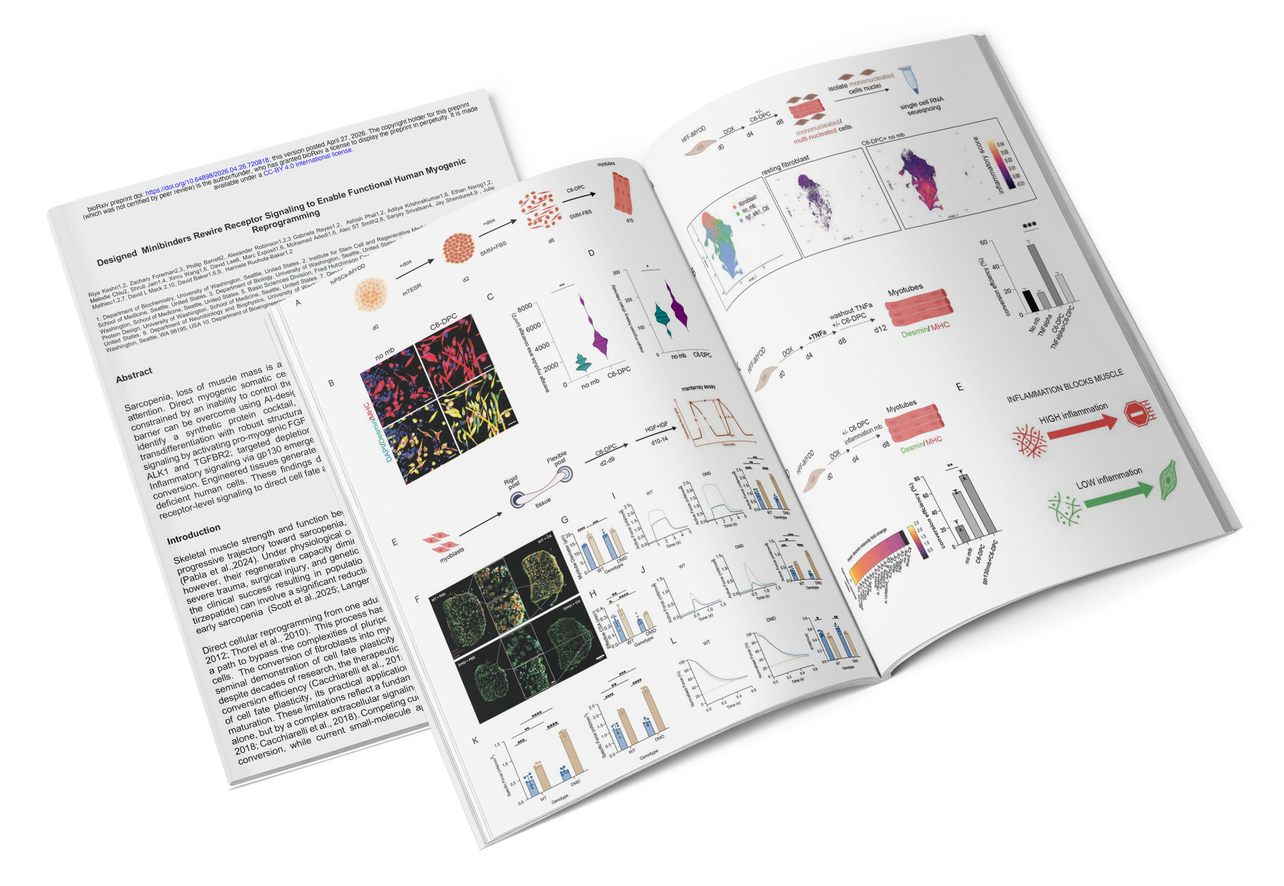 Designed Minibinders Rewire Receptor Signaling to Enable Functional Human Myogenic Reprogramming