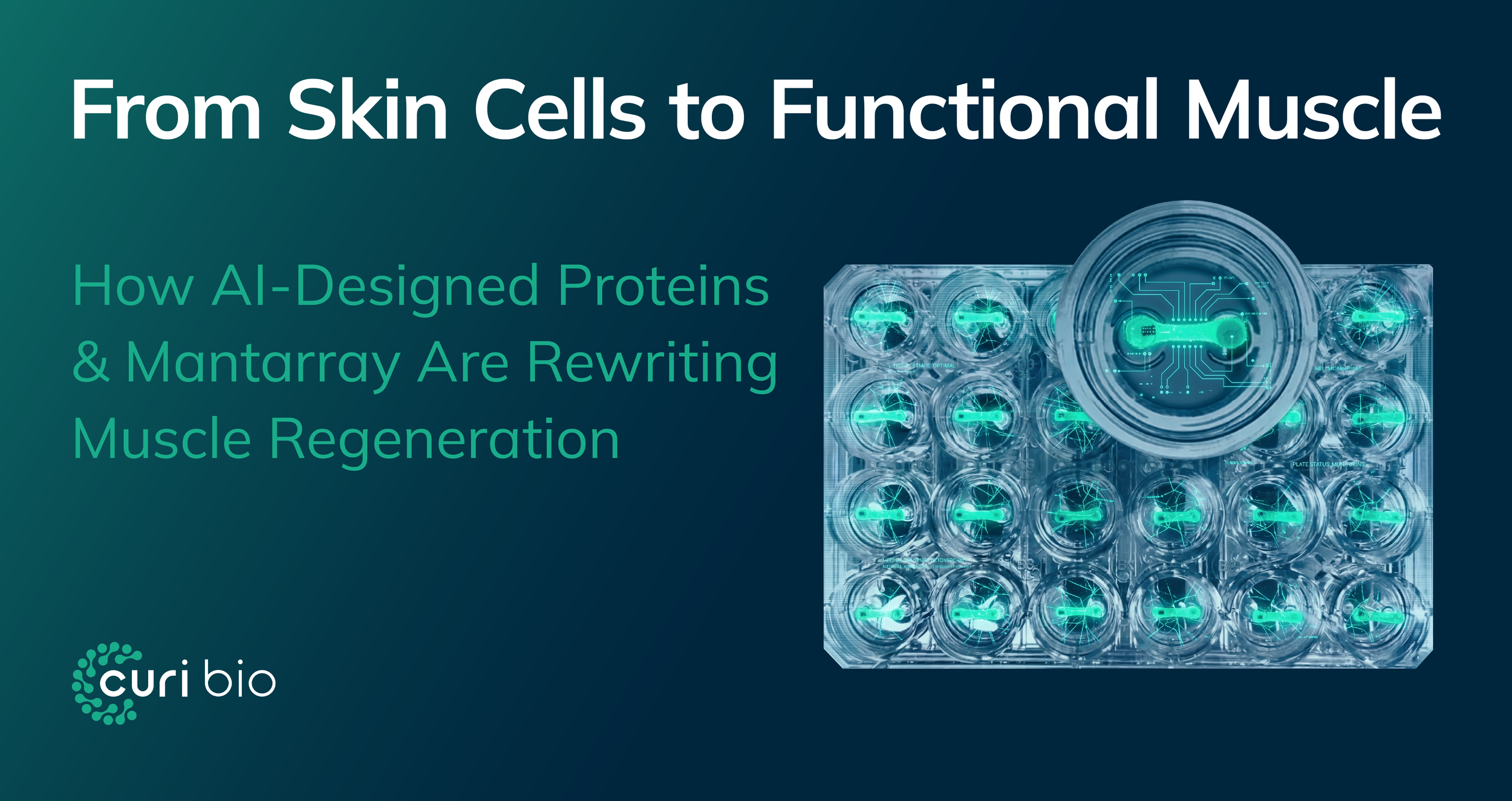 From Skin Cells to Functional Muscle: How AI-Designed Proteins and Mantarray Are Rewriting Muscle Regeneration