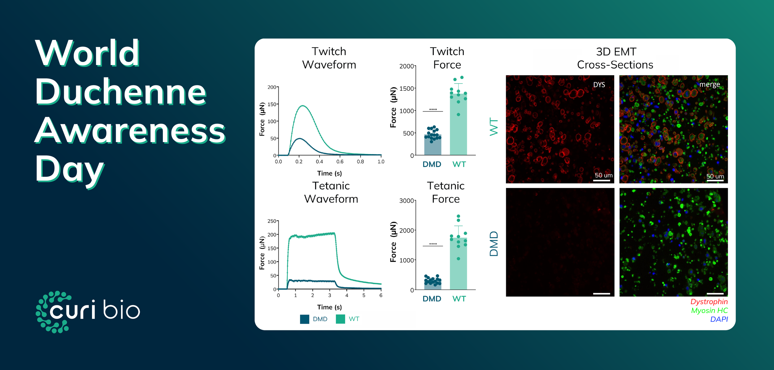 Measuring Duchenne Where It Matters: Contractile Function in Human Engineered Muscle
