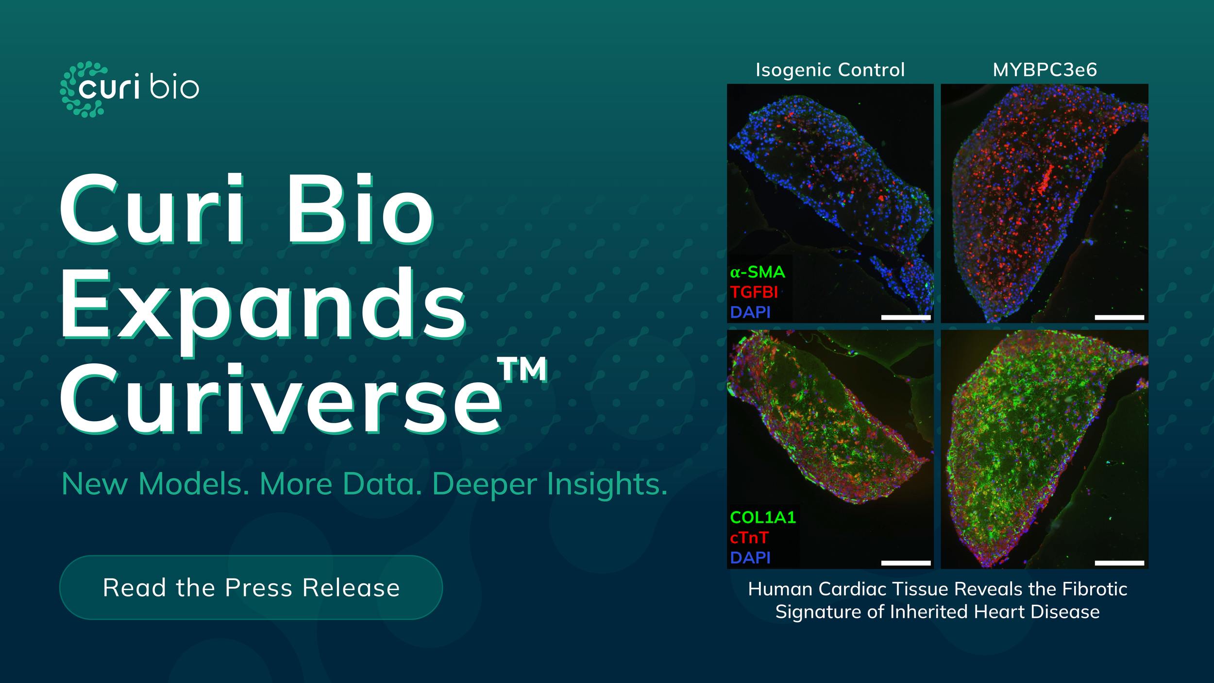 Curi Bio Expands the Curiverse™ with New Disease Models, Casting Kits, and Application-Ready Solutions