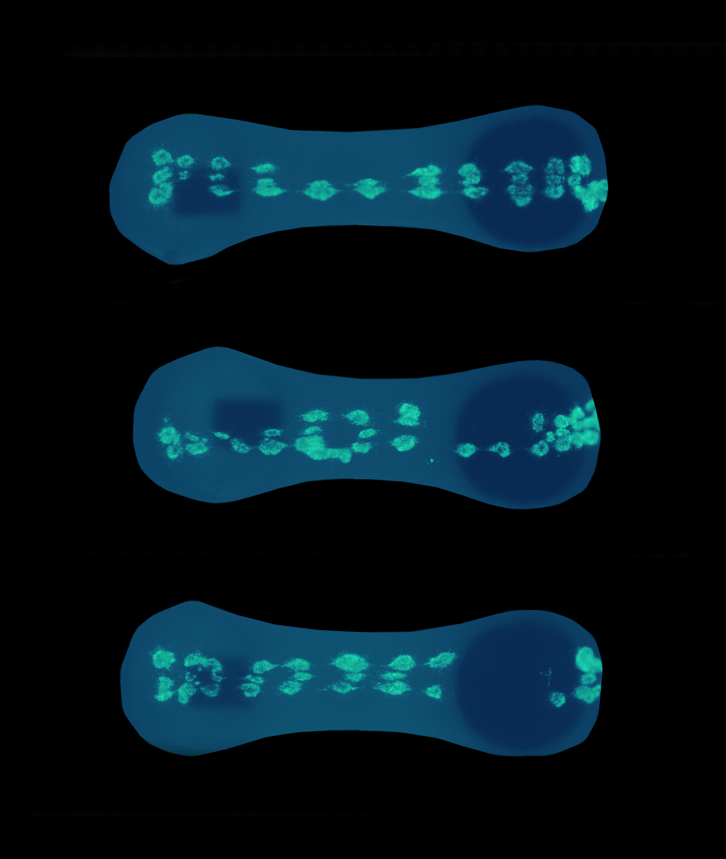 3D Human Neuromuscular Junction Model — Curi Bio