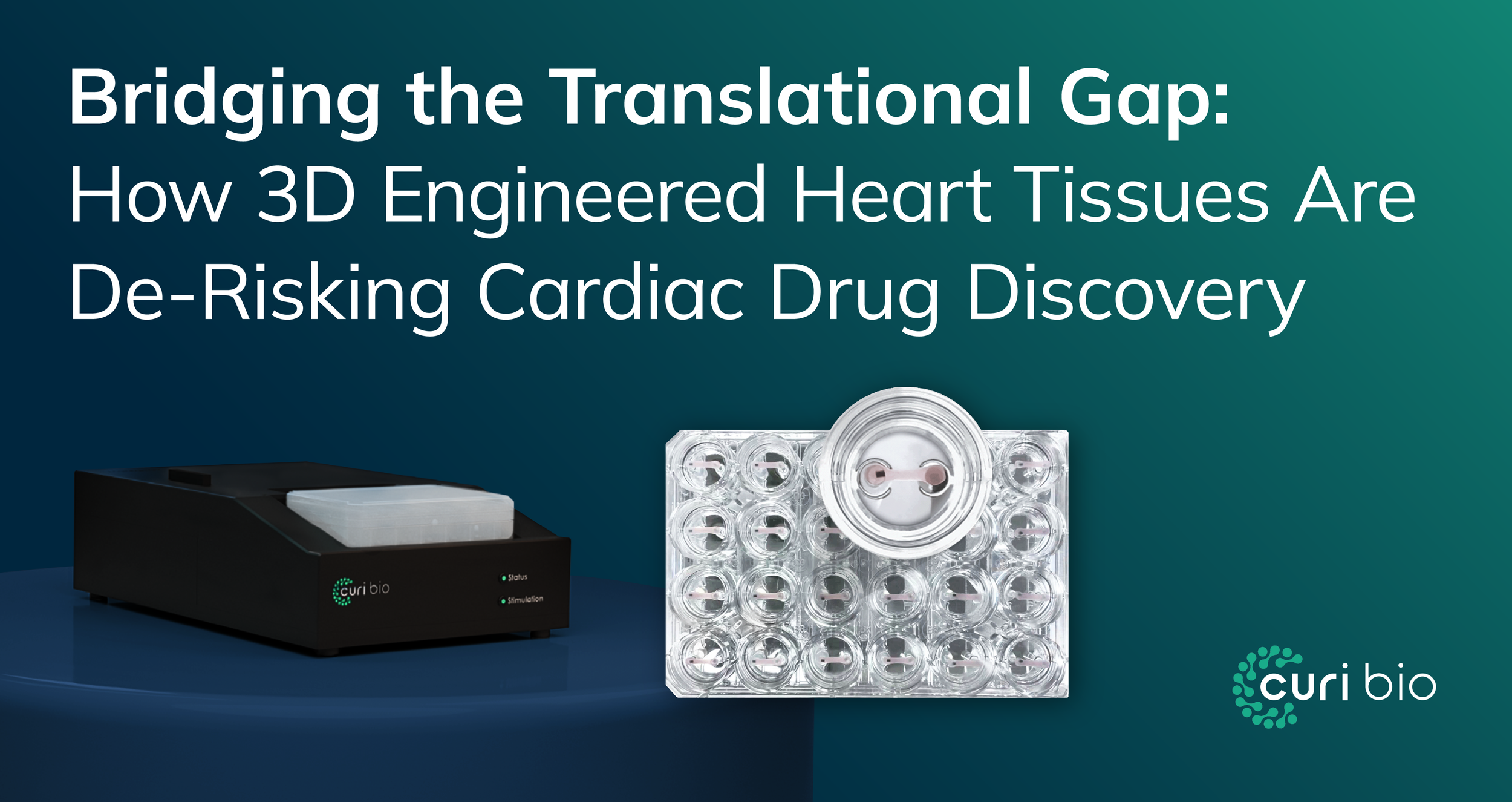 A 24-well Mantarray plate featuring 3D engineered heart tissues (EHTs) tethered between flexible pillars for functional contractility analysis.