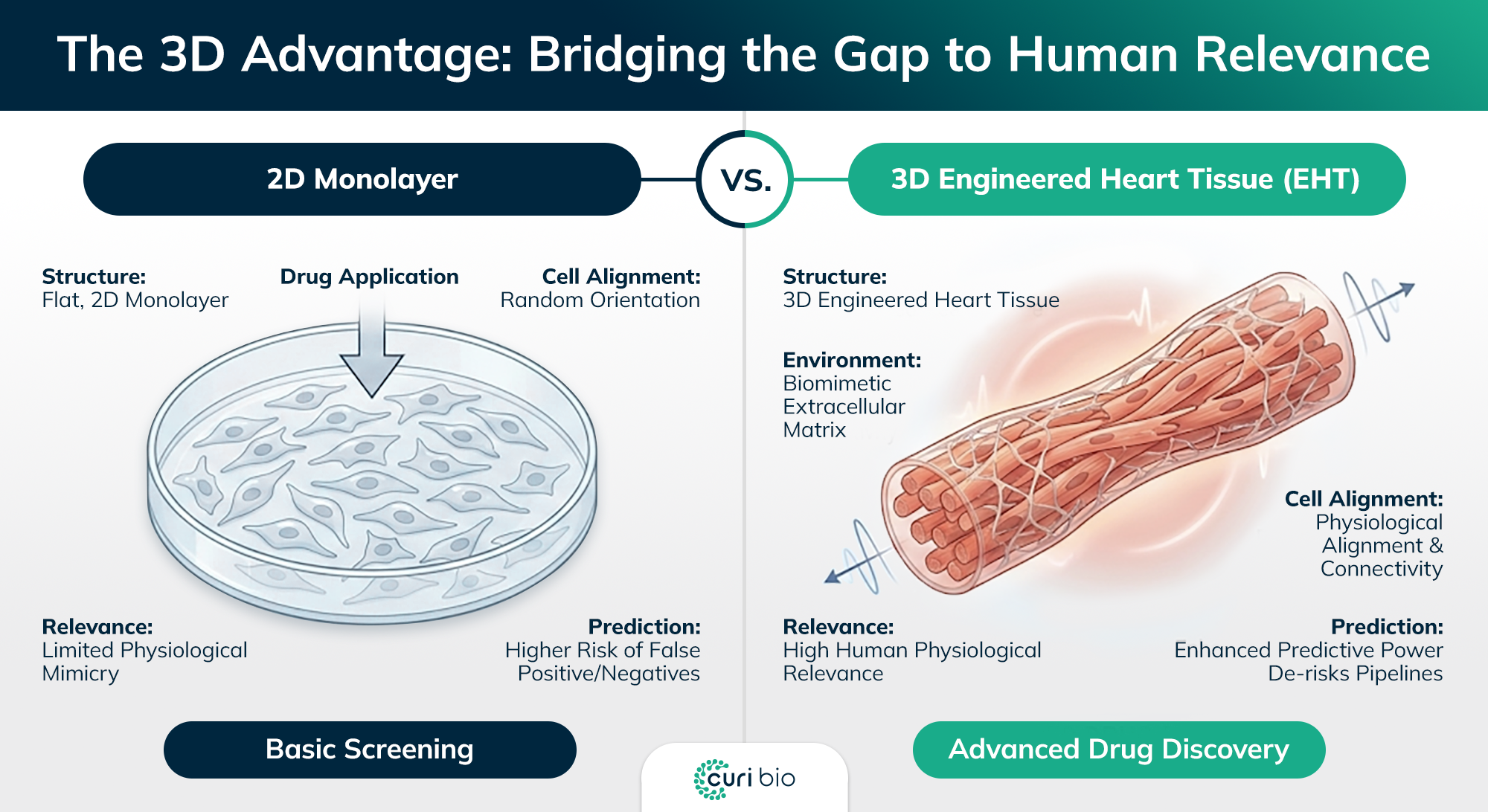Comparison of disorganized 2D cardiomyocyte monolayers vs. uniaxially aligned 3D human heart tissues showing physiological maturation.