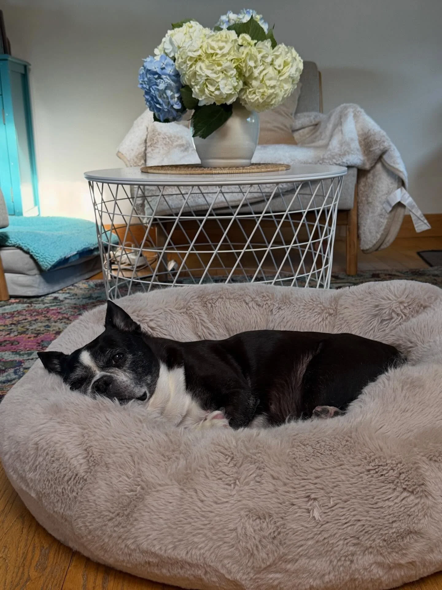 I am heartbroken 💔 
I took this photo yesterday and had no idea this would be the last photo of my girl I would take. Avey you were the best pup!
13.5 years was just not enough time with this little love of my life. 
She was the first dog I ever had