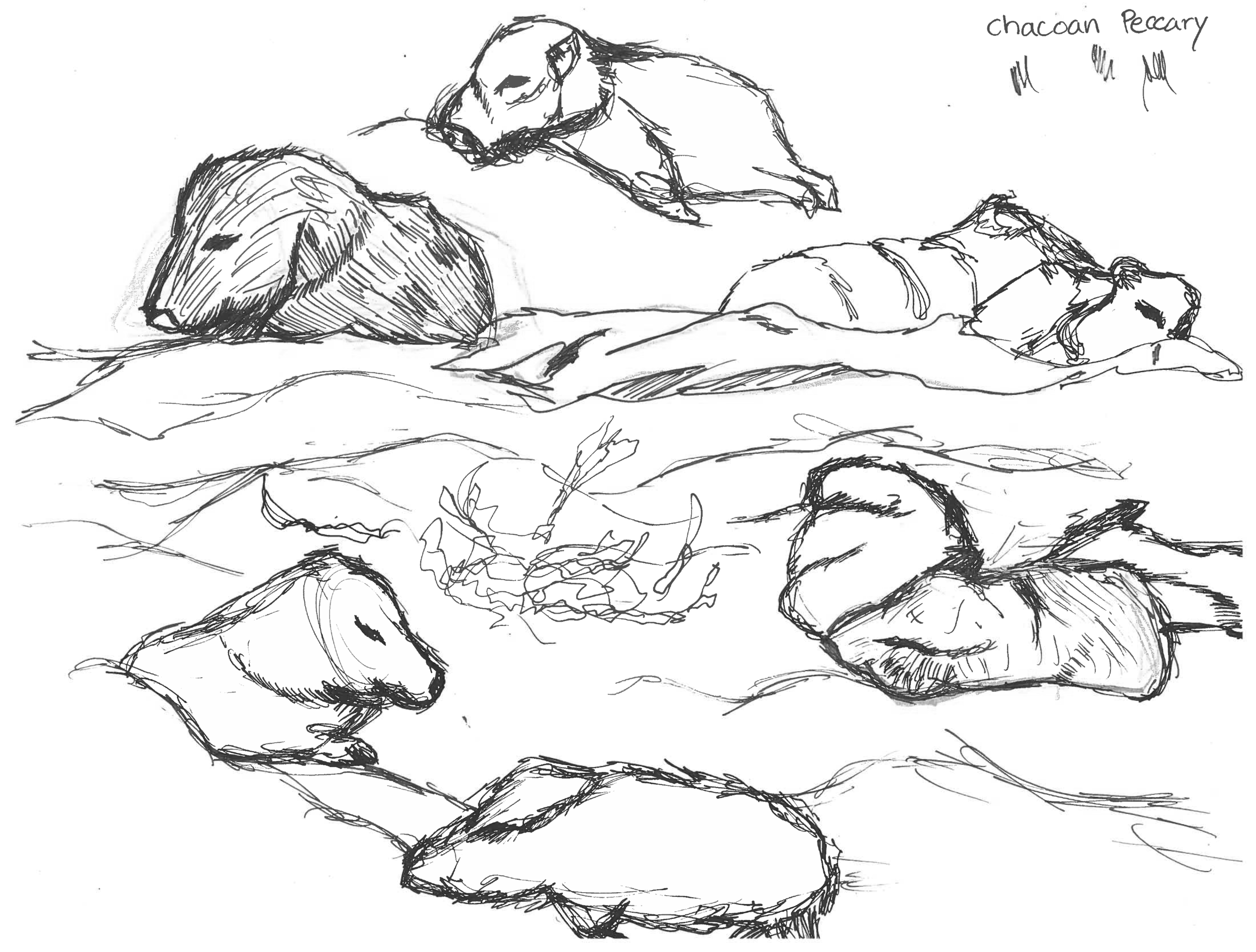 Chacoian Pecary.png
