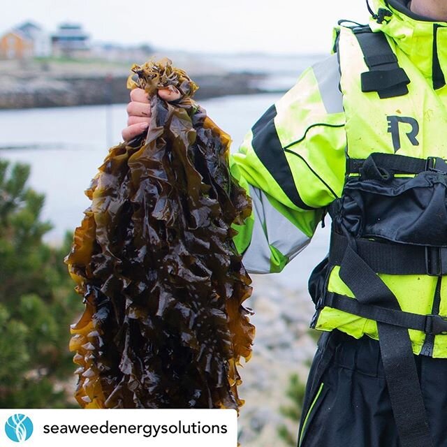 Posted @withregram &bull; @seaweedenergysolutions The most exciting time of the year, in our #seaweed life, has started: The #Harvest! :)
This is freshly harvested #Sugarkelp (first picture) and #WingedKelp (second picture) from our farm. Stay tuned 