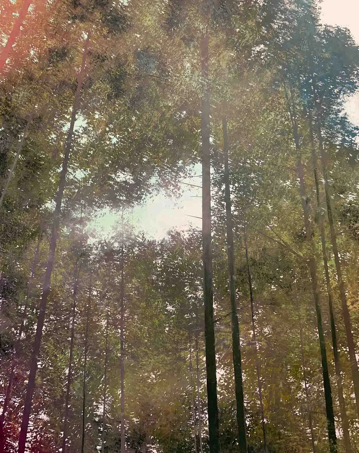 EN FORET190x140cm_a web.jpg