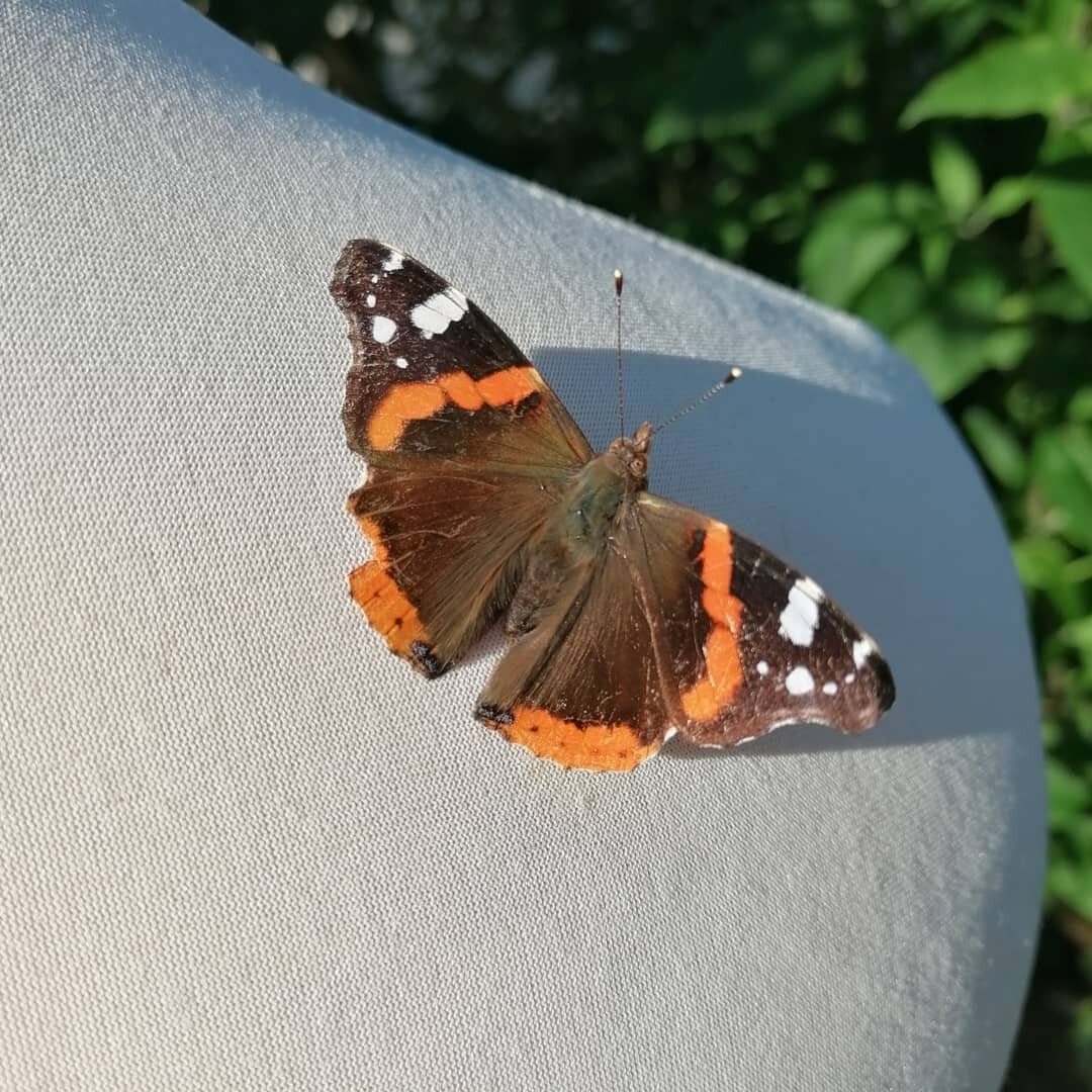 Today I had a visitor!

I was in the garden taking pictures of the collection and this one decided to come and say hello! 😍 I have never been able to get so close to one, must have loved the fabric on my tailors dummy.

I have a meeting with a local