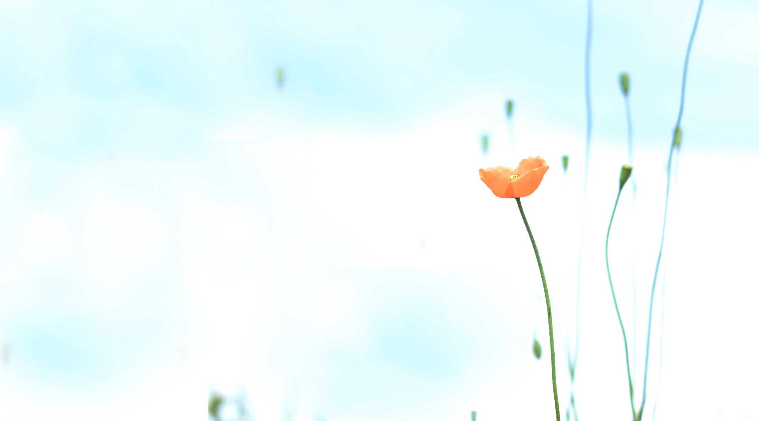 Mana Psychiatry And Wellness, Llc