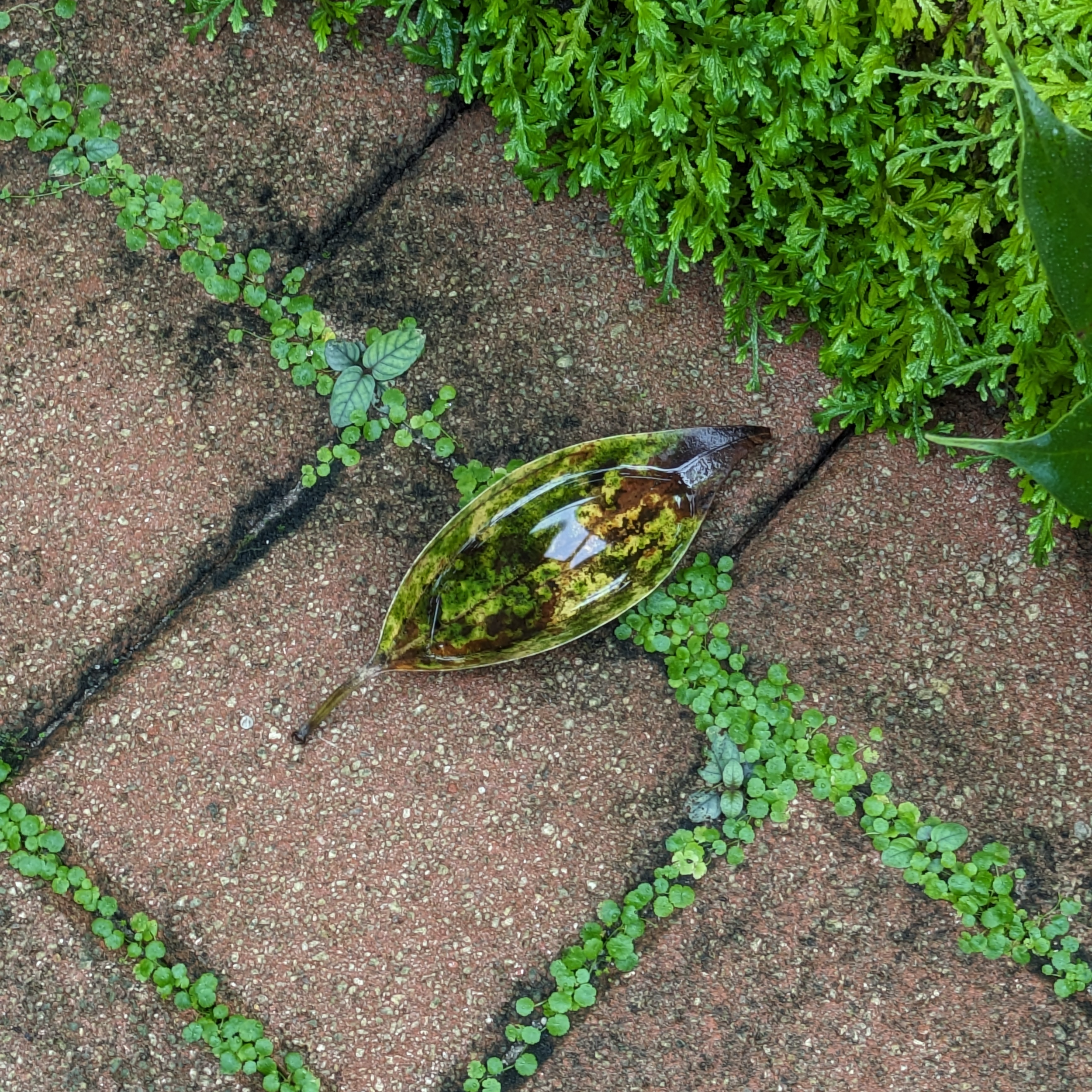 Evergreen Terrace.png