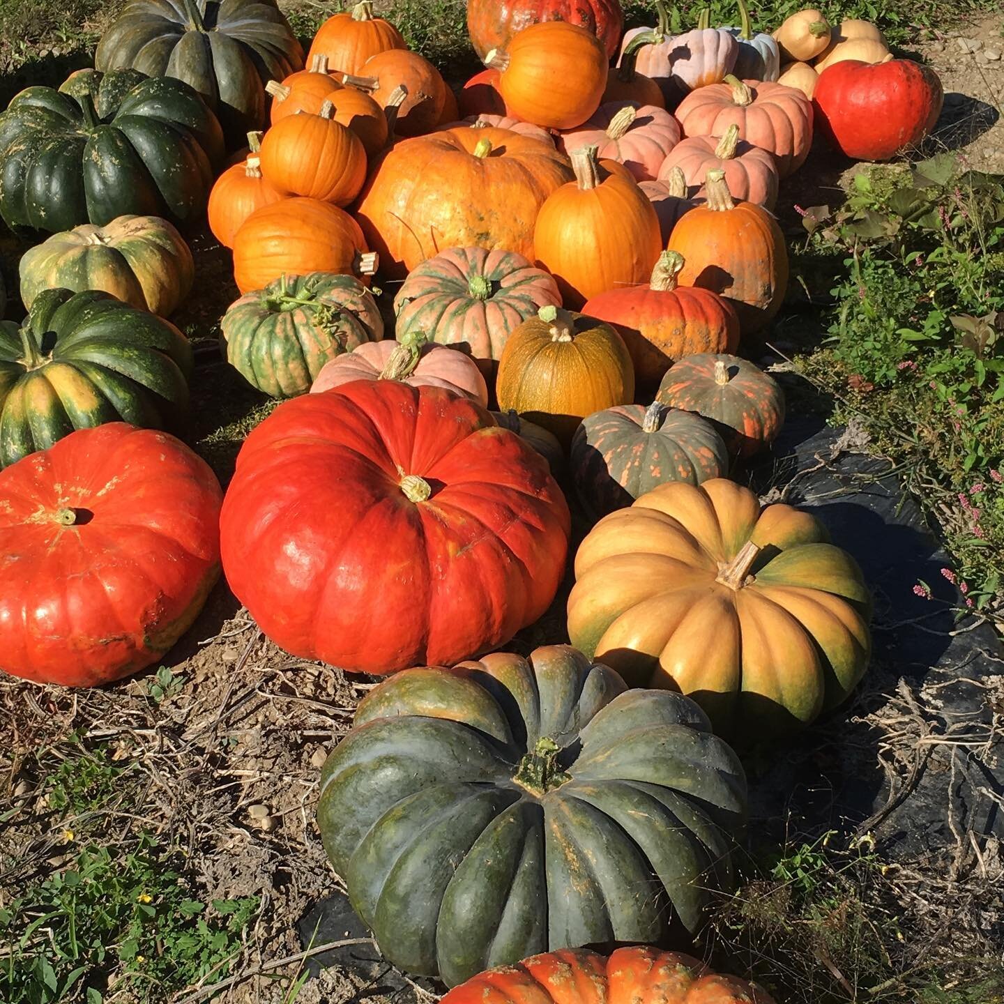 Happy Autumnal Equinox!
At 9:30am today, the North Pole begins to tilt away from the sun, beginning our shift to longer nights than days and inviting a time to reflect on the balance between productivity and rest and regeneration. 

Here at the farm,