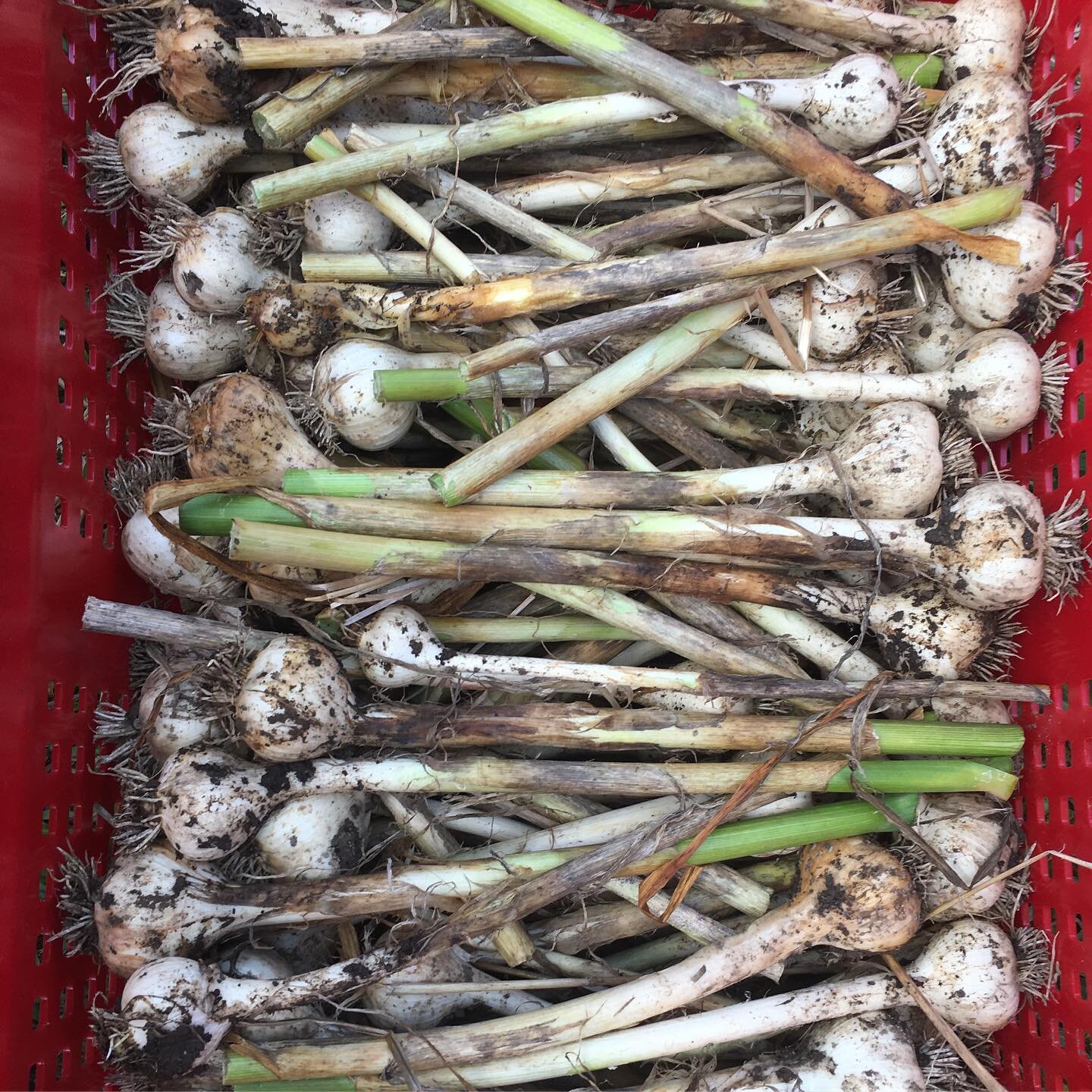 Garlic Harvest!!