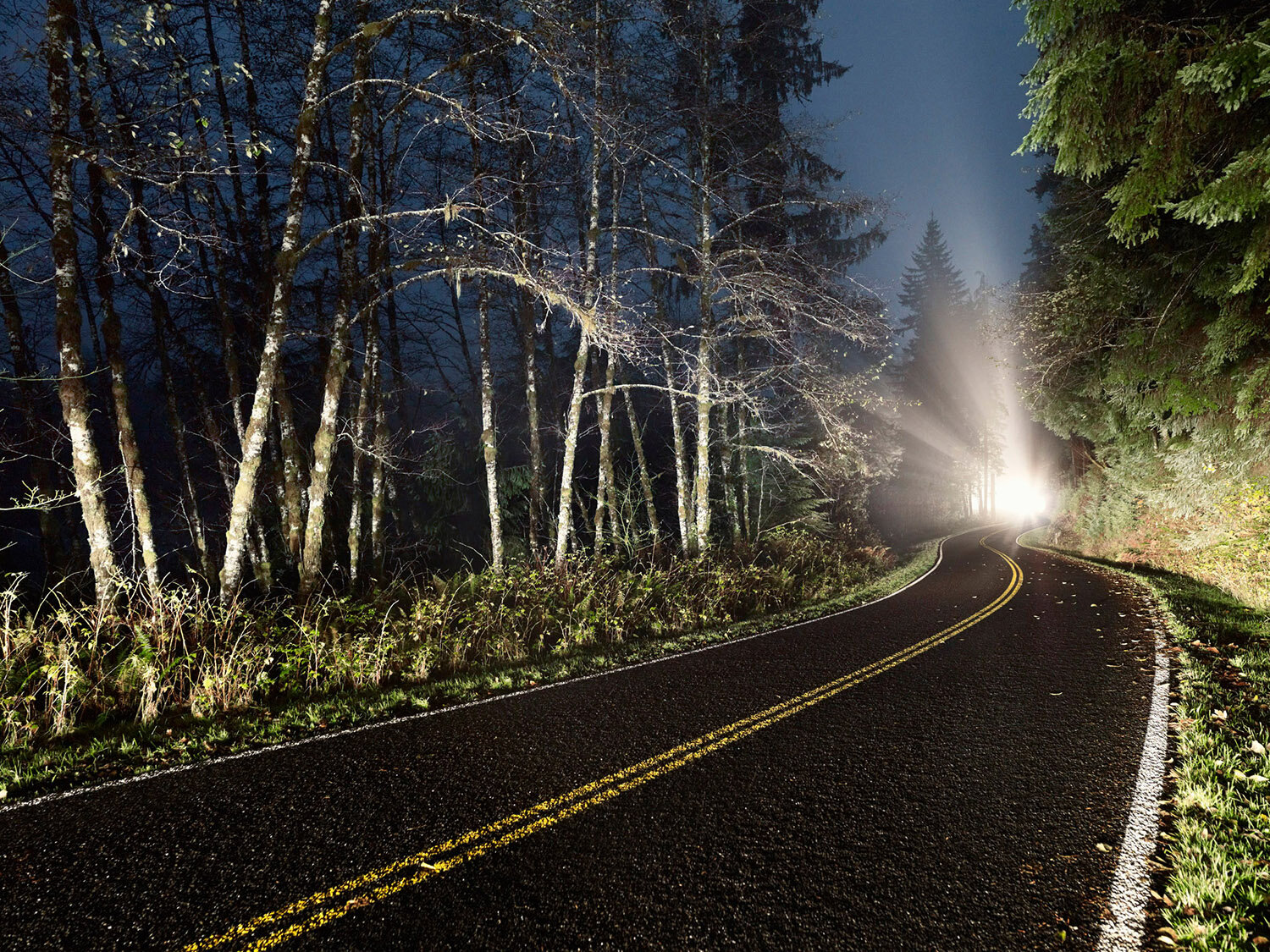 Spooky Forest