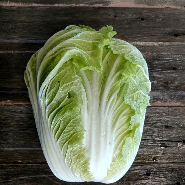We have several Napa cabbage between 4 and 7lbs going online today. Click it and git it!  Sold in 3, 5 and 7lbs sizes.