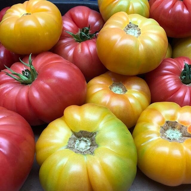 Red and yellow tomatoes from Gilkerson Gardens on the Webstore today!  Gilkerson Gardens is a local producer from Brookings specializing in tomatoes and cucumbers.
