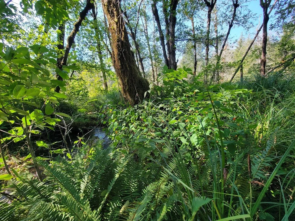 Jewelweed in the creek.jpg