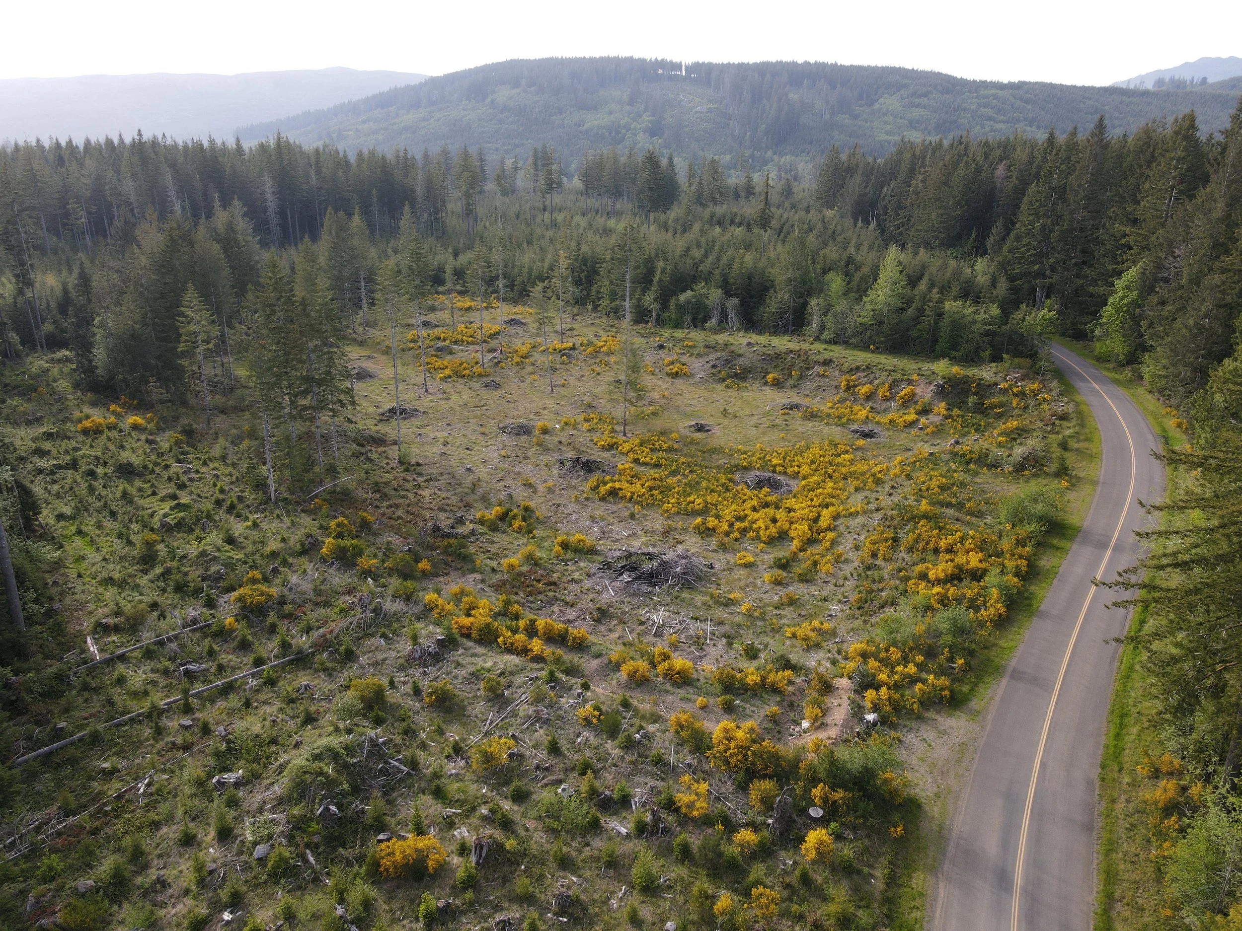 10KYI_MaryClarkRoadHarvestUnit_20210522 (2).JPG