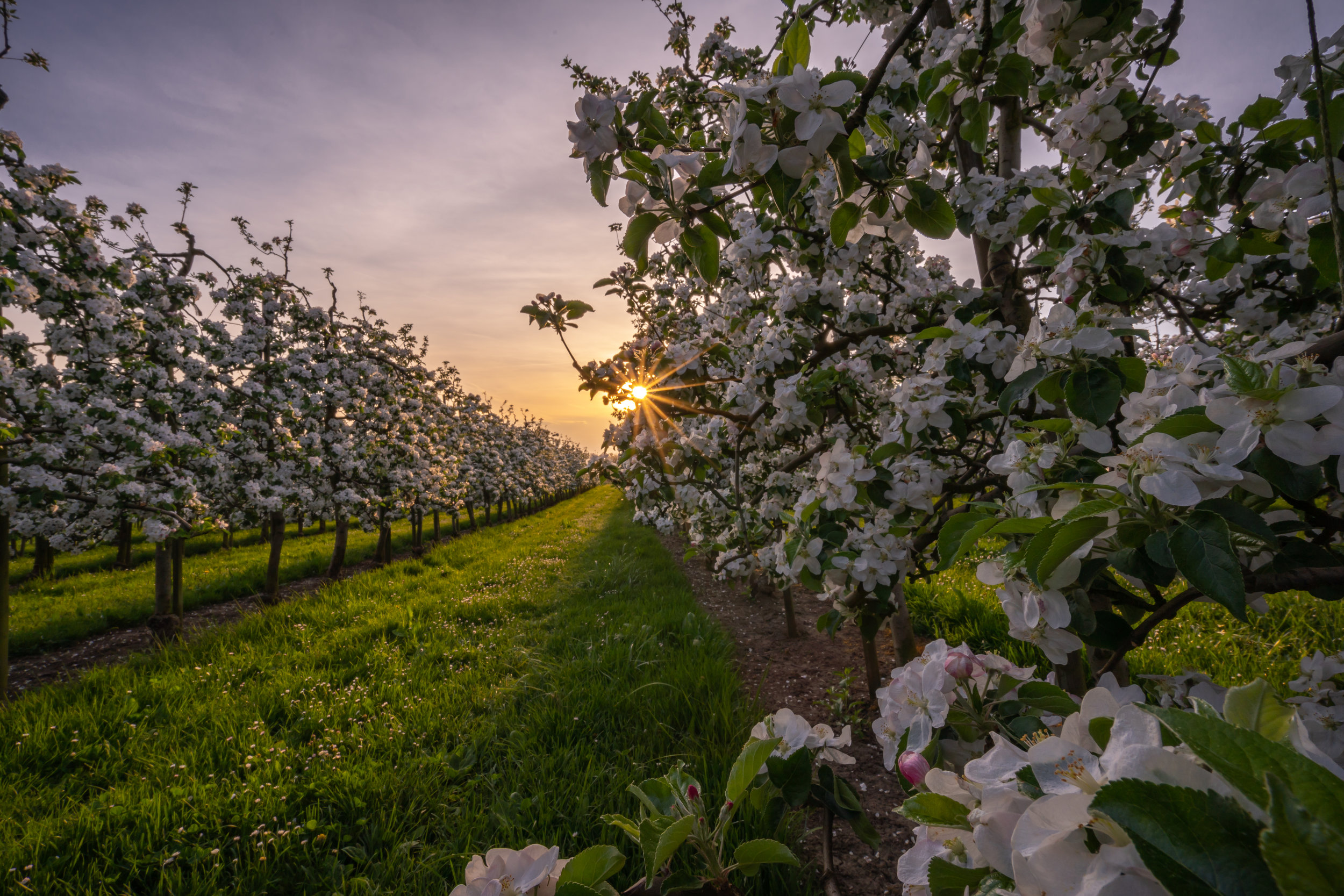 Pivot and Linear Irrigation of Trees