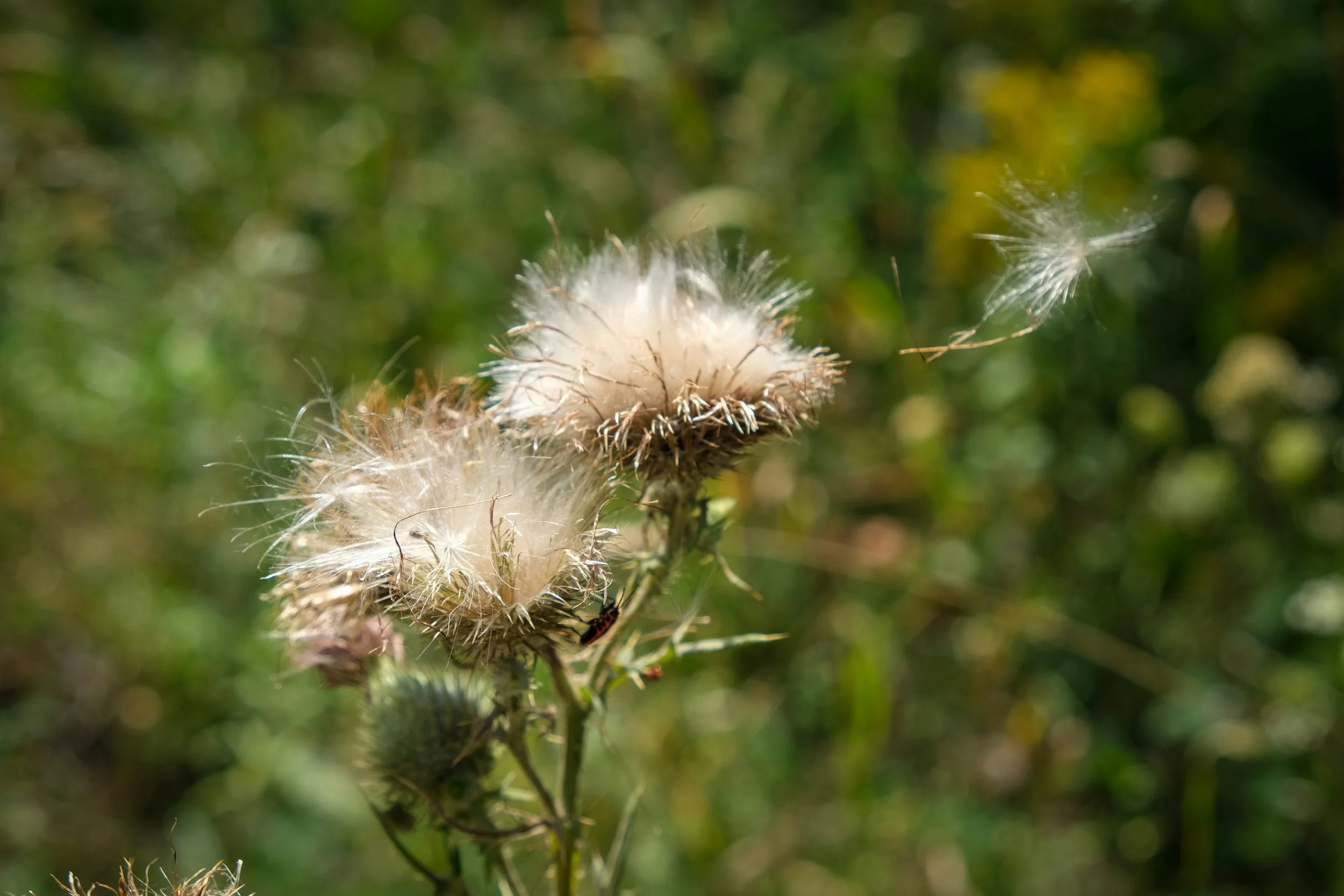631AC3AB-D7A1-4EEF-B197-E1583E4B43C6.jpeg