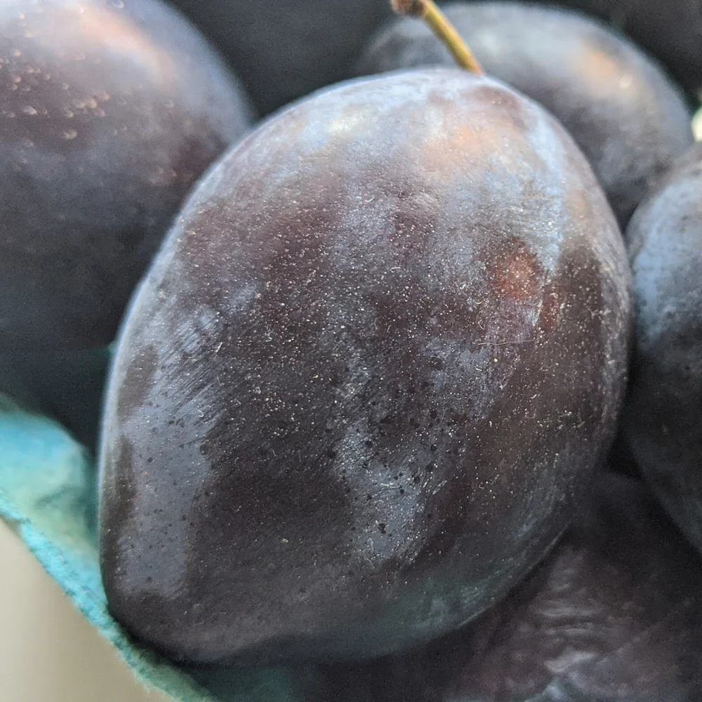 purple plum.jpg