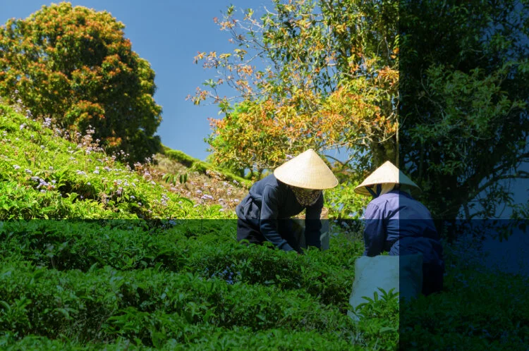 DECLARAÇÃO DO IMPOSTO SOBRE A PROPRIEDADE TERRITORIAL RURAL TEM PRAZO ESTIPULADO