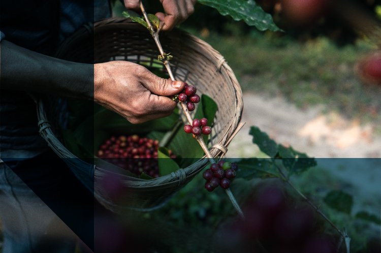 CORRETAGEM - CARF CONFIRMA ESSENCIALIDADE DO PIS E COFINS