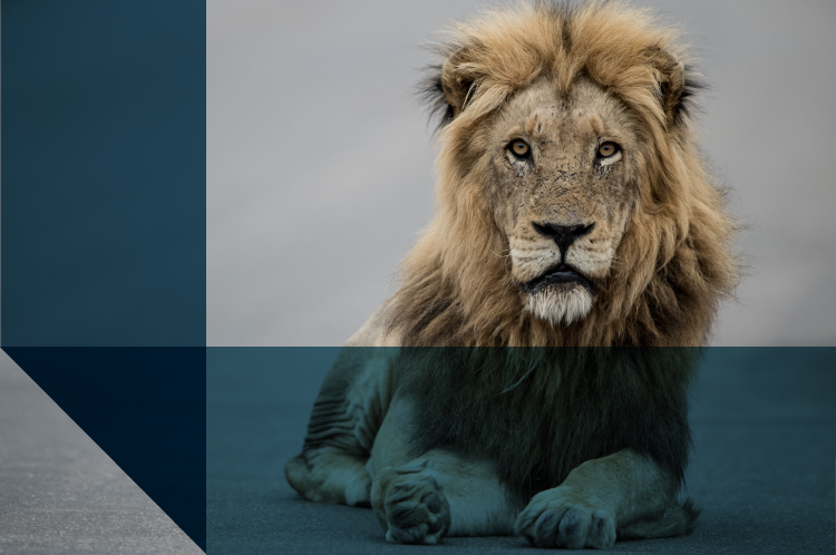 DECLARAÇÃO DO IMPOSTO DE RENDA PESSOA FÍSICA